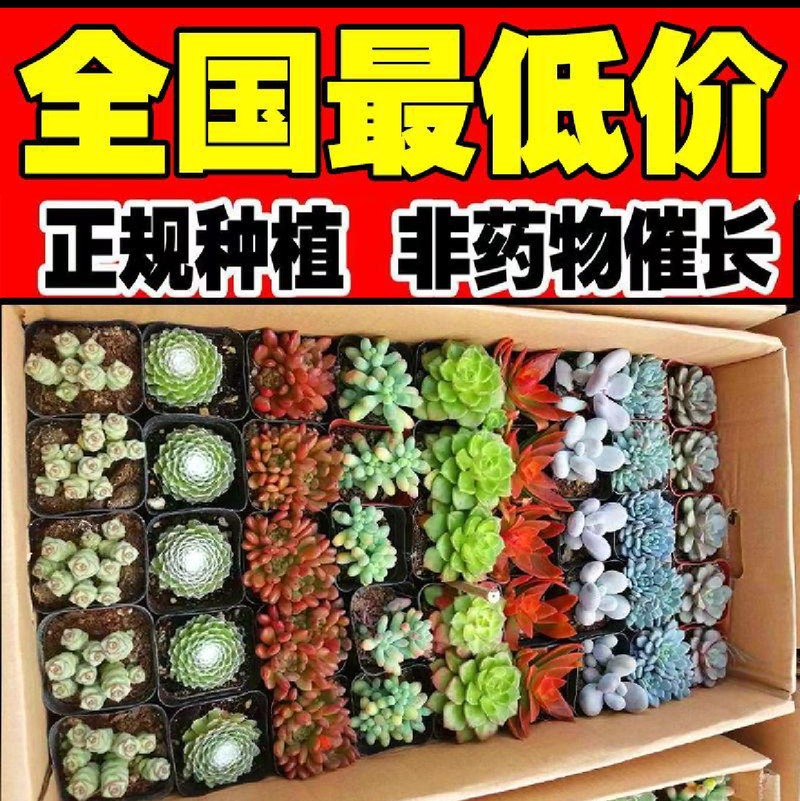 多肉植物青州花卉基地直发混合拼箱小老桩绿植土肉肉