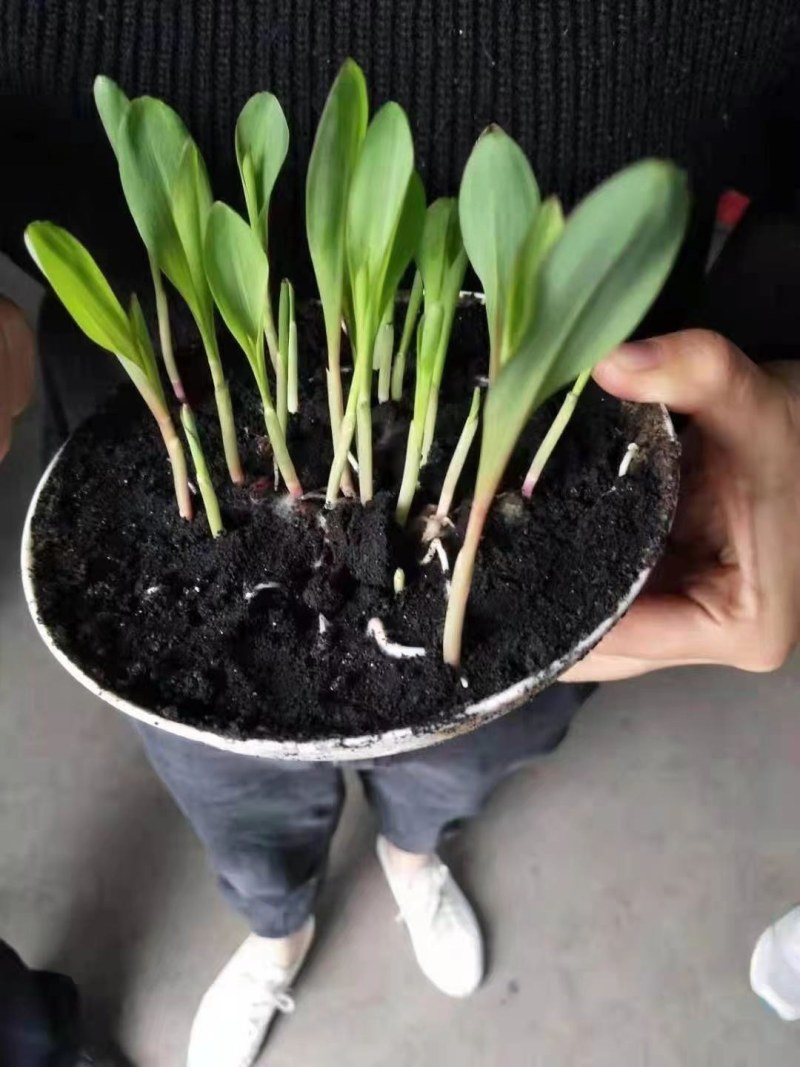 大量发酵纯羊粪