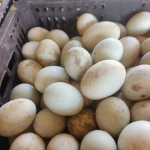 【货源充足】鸭蛋精品土鸭蛋品质长期供应价格来电详谈