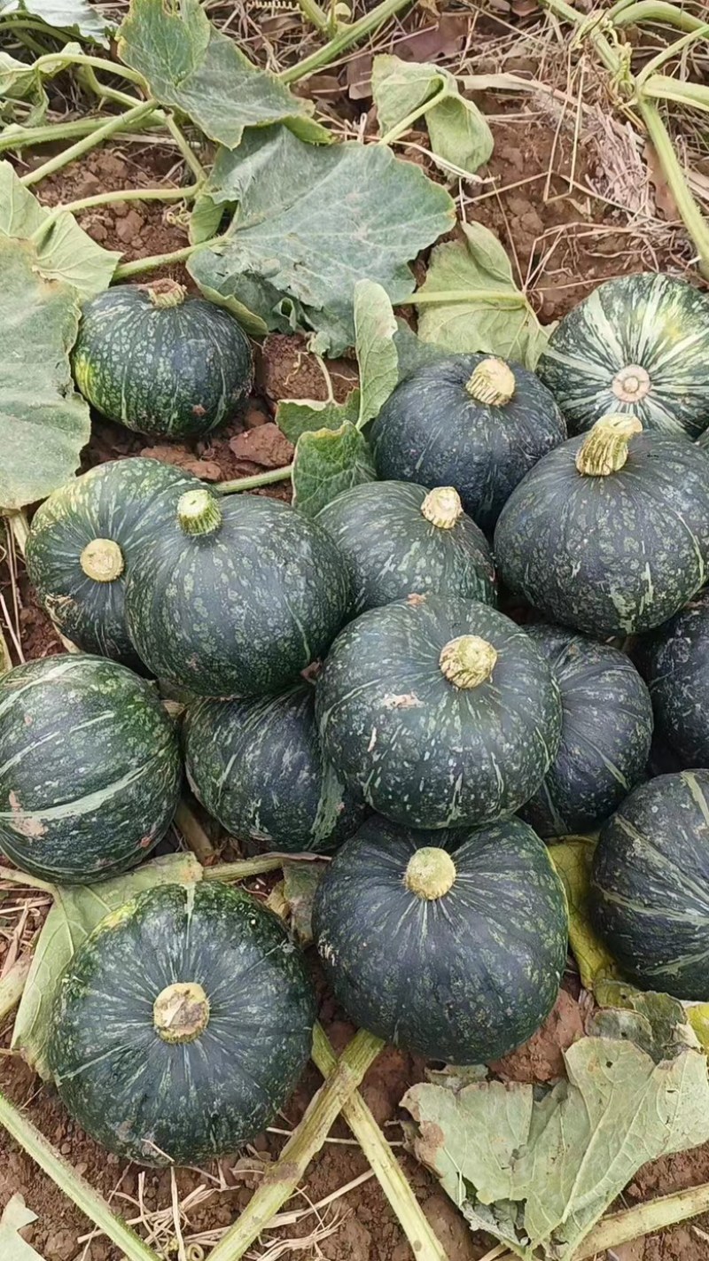大绿板栗南瓜