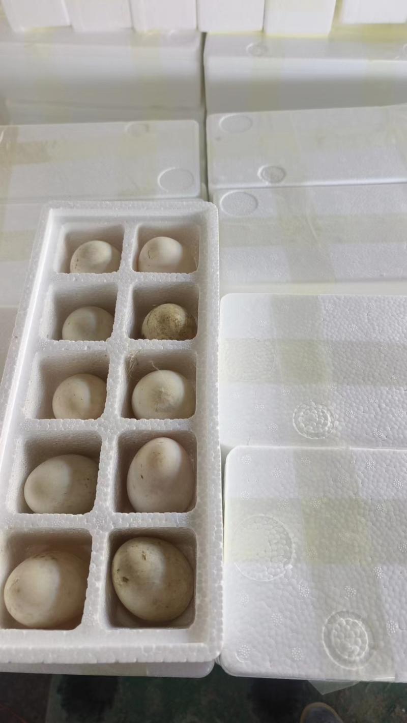 雁鹅蛋盒装10枚保质保量全国发货可视频看货欢迎电联
