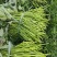 精品人参薯苗西瓜红薯苗成活率高高质量供应