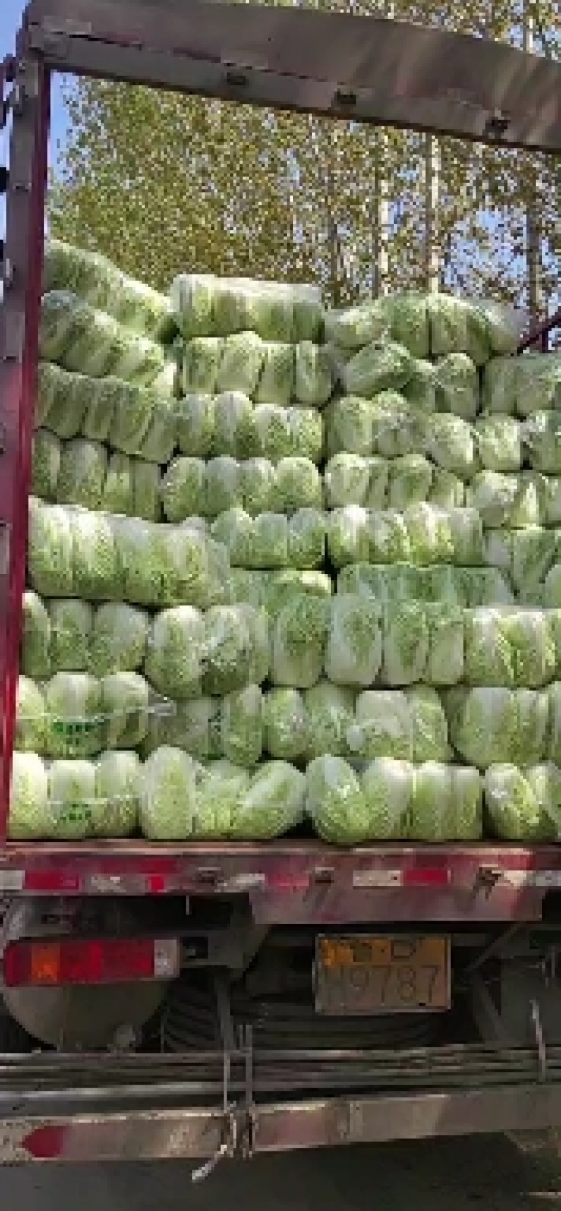 黄心精品玲珑黄，黄心大颗白菜大量供货，基地直供，