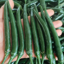 广西新苗小米辣椒青米准备大量上市