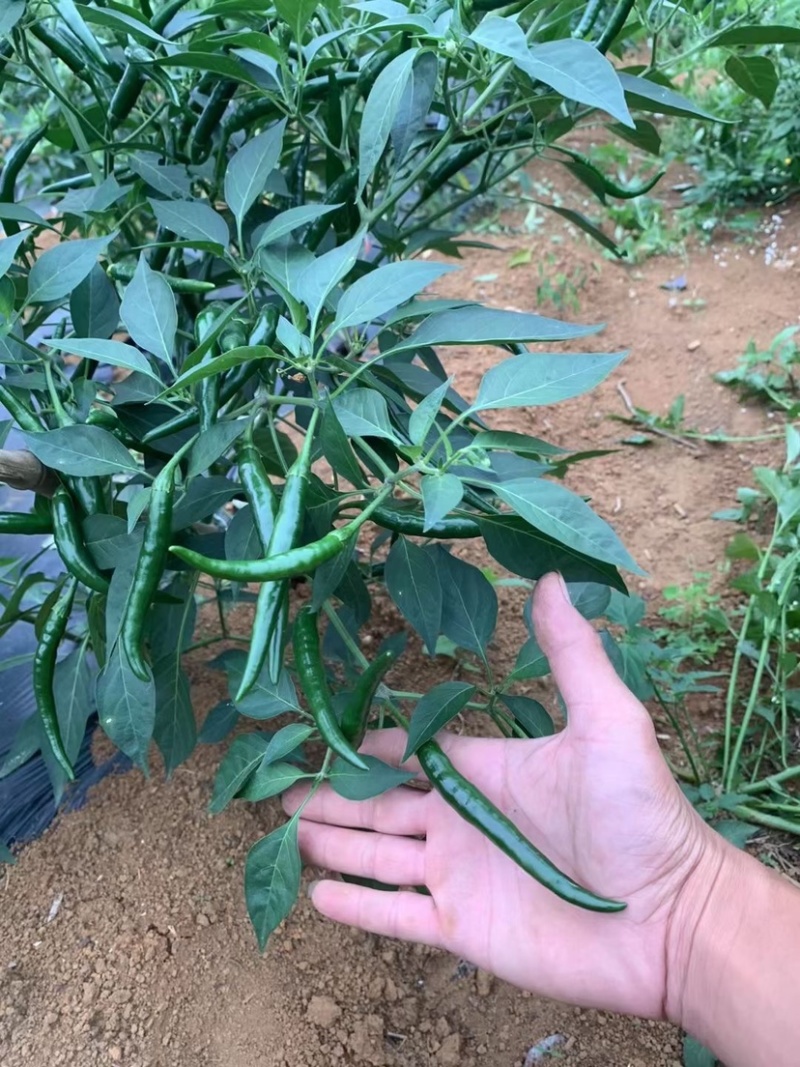 广西新苗小米辣椒青米准备大量上市