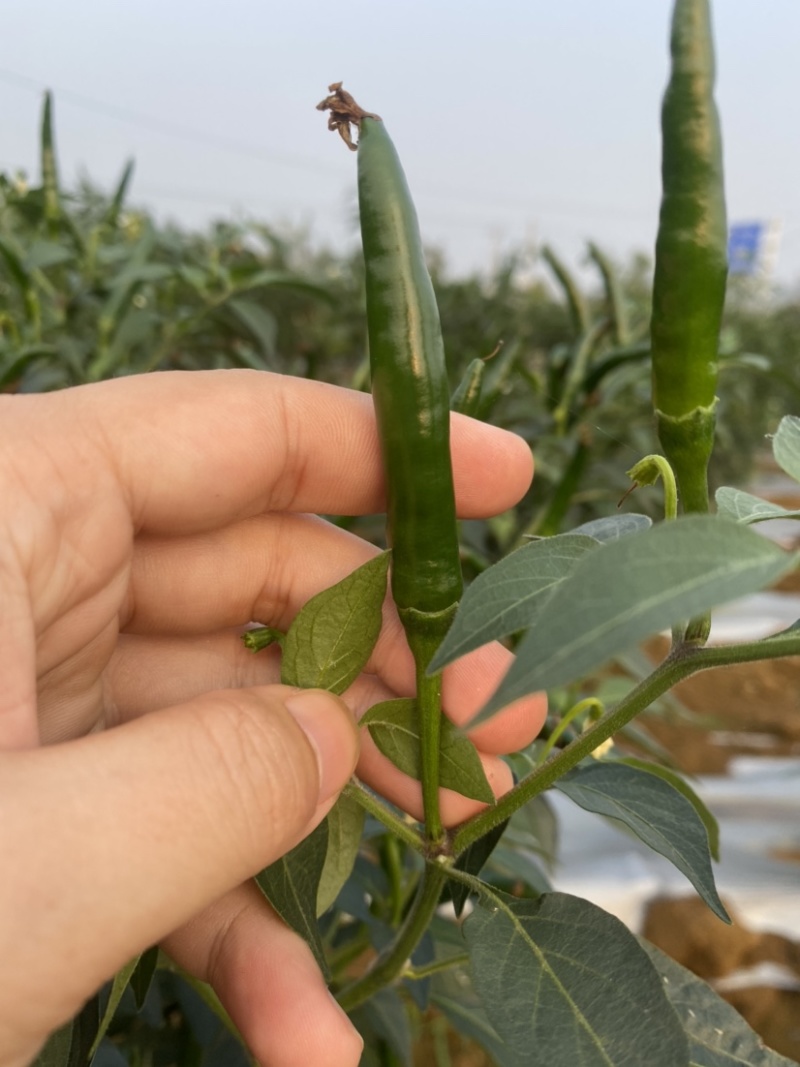 广西新苗小米辣椒青米准备大量上市