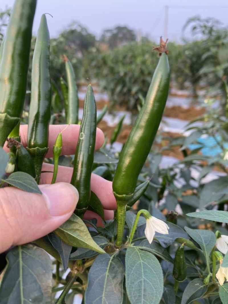 广西新苗小米辣椒青米准备大量上市