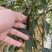 广西新苗小米辣椒青米准备大量上市