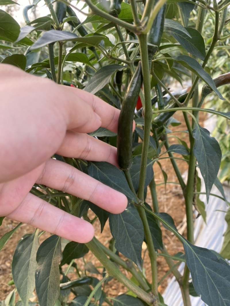 广西新苗小米辣椒青米准备大量上市
