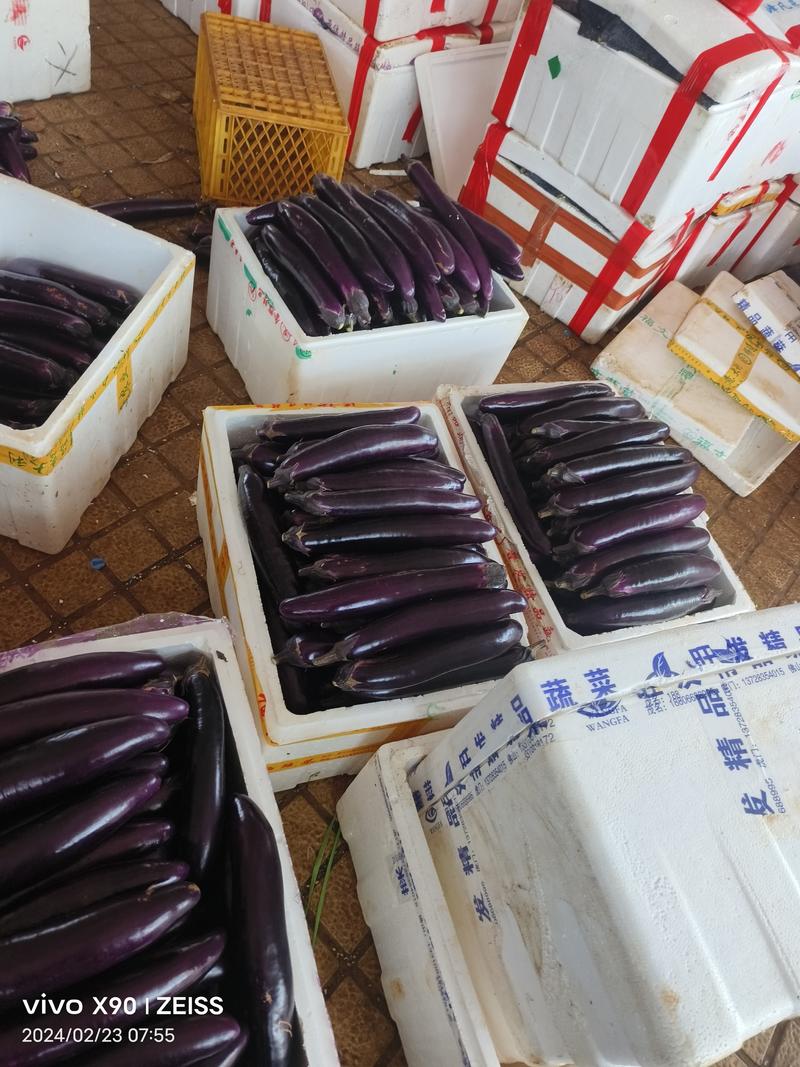 徐闻《精品》紫长茄货源充足量大从优有市场和食堂货