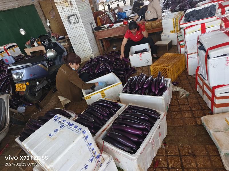 徐闻《精品》紫长茄货源充足量大从优有市场和食堂货