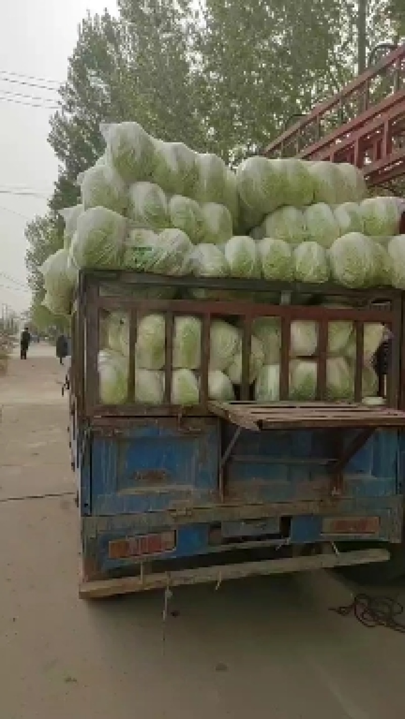 黄心精品玲珑黄，黄心大颗白菜大量供货，基地直供，