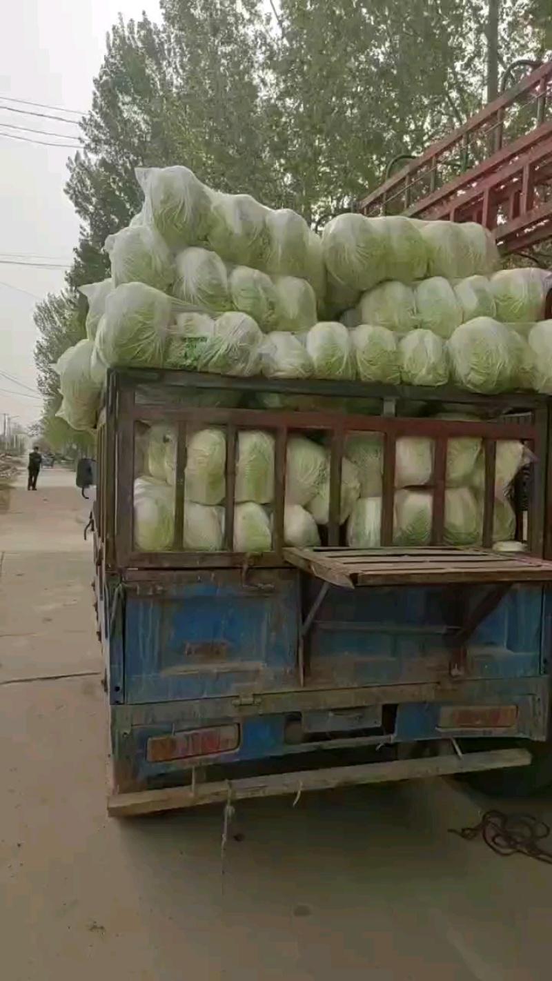 黄心精品玲珑黄，黄心大颗白菜大量供货，基地直供，
