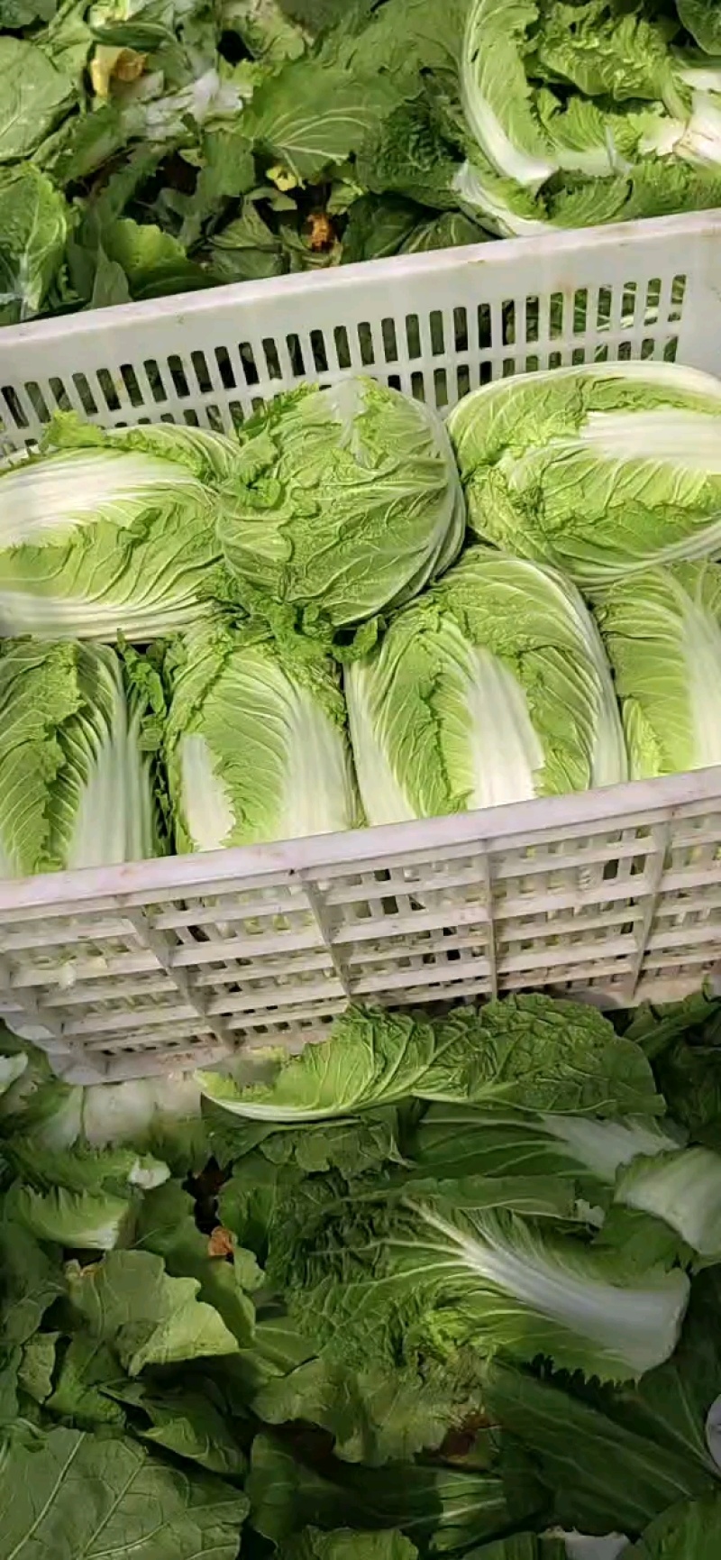 黄心精品玲珑黄，黄心大颗白菜大量供货，基地直供，