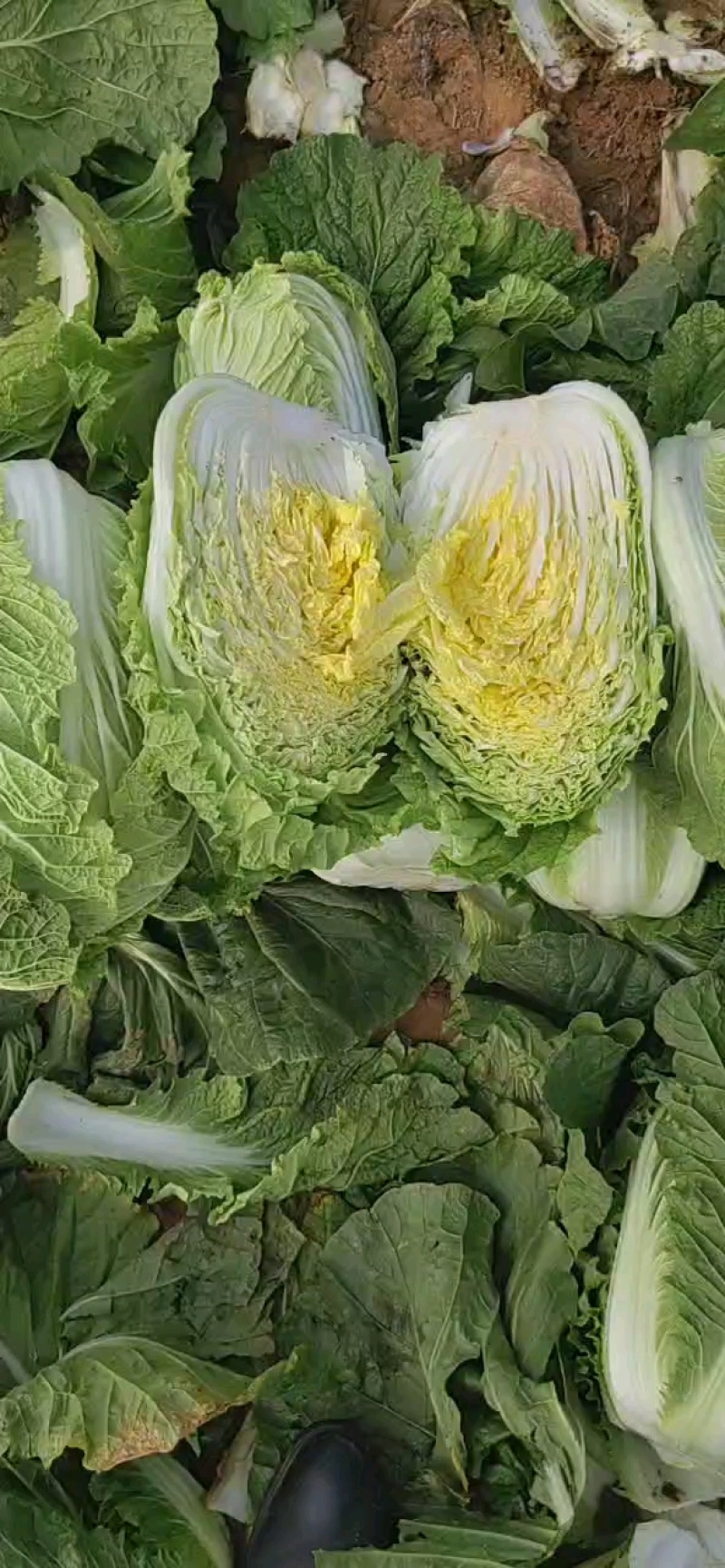 黄心精品玲珑黄，黄心大颗白菜大量供货，基地直供，