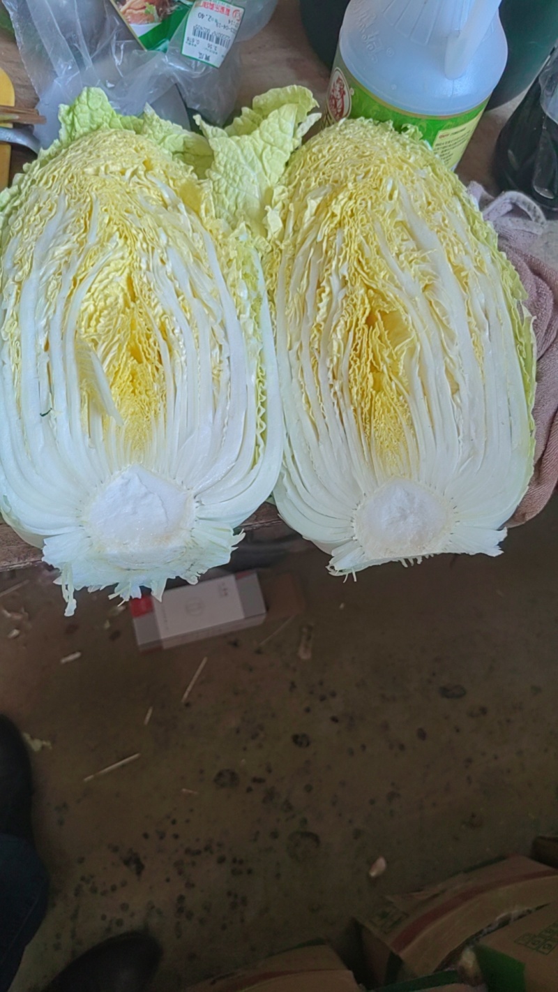 黄心精品玲珑黄，黄心大颗白菜大量供货，基地直供，