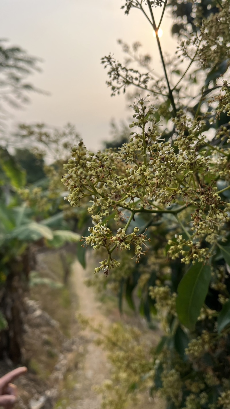 福建漳州荔枝蜜大量上市需要联系我快上架呀