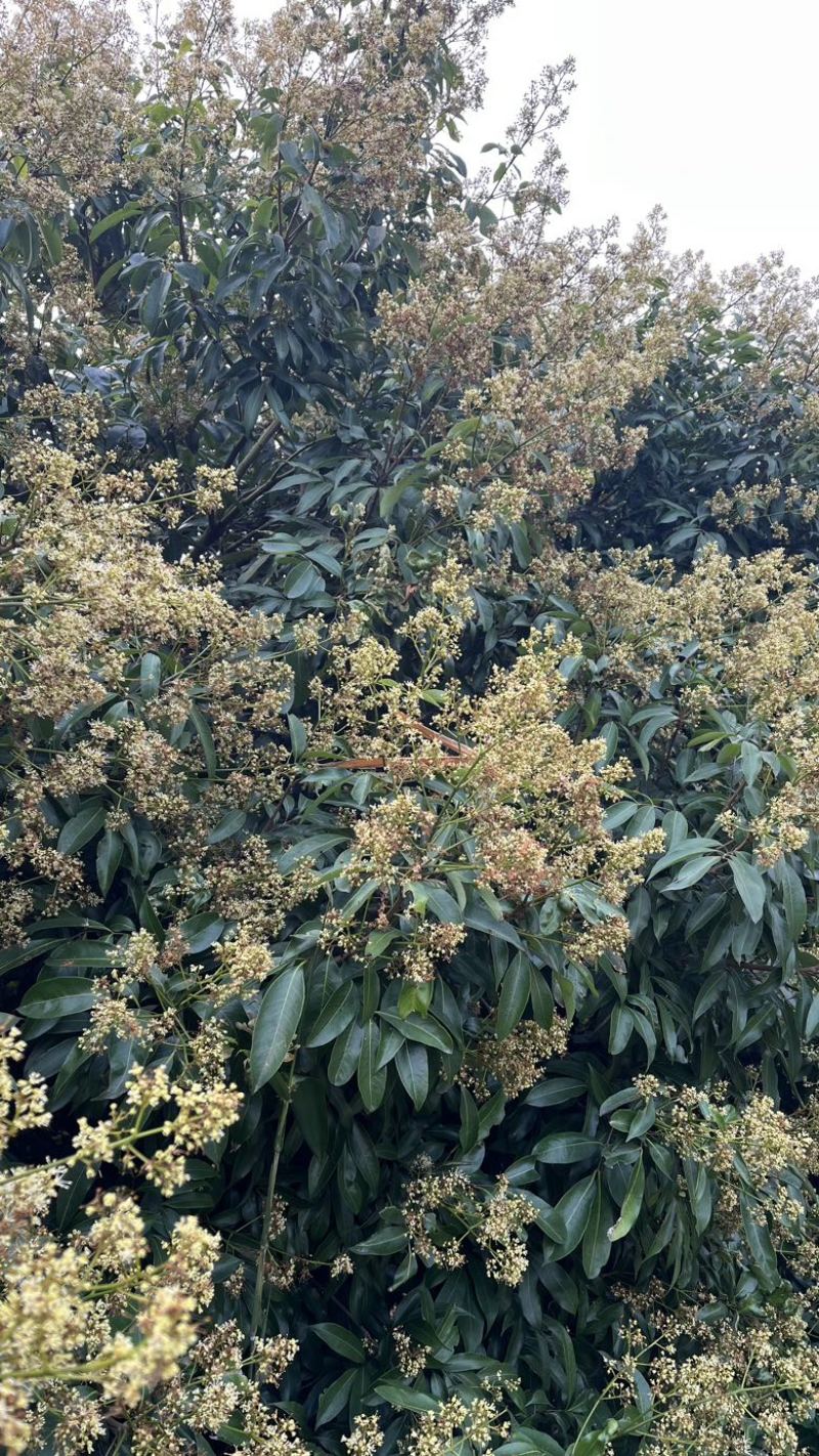 福建漳州荔枝蜜大量上市需要联系我快上架呀