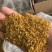 桂花实物拍摄桂花保庆药业批发桂花茶实物拍摄