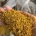 桂花实物拍摄桂花保庆药业批发桂花茶实物拍摄