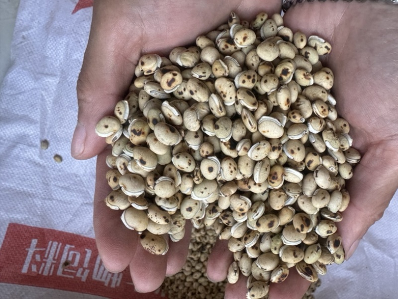 炒白扁豆制白扁豆现炒正品黑边白扁豆保庆药业