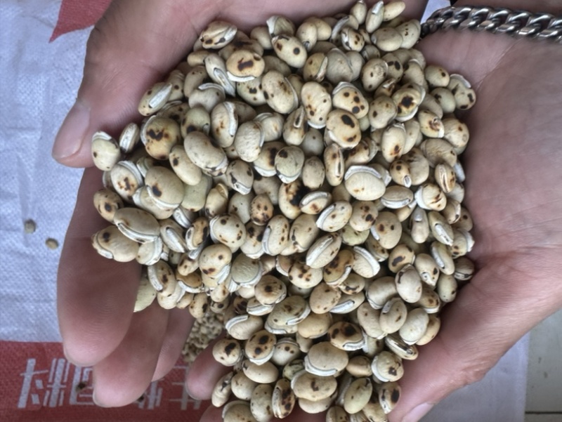 炒白扁豆制白扁豆现炒正品黑边白扁豆保庆药业