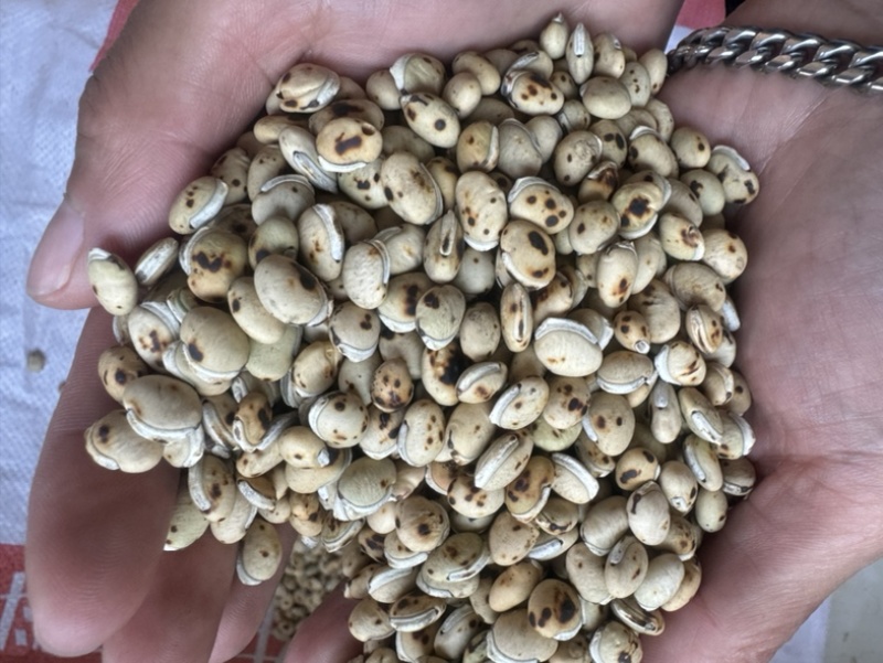 炒白扁豆制白扁豆现炒正品黑边白扁豆保庆药业