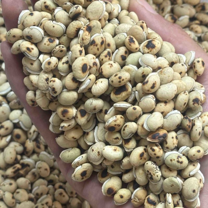 炒白扁豆制白扁豆现炒正品黑边白扁豆保庆药业
