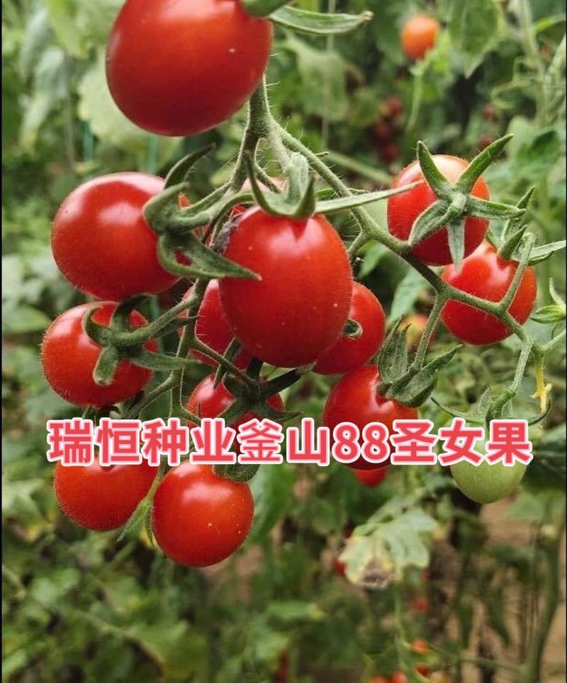 圣女果苗小西红柿苗采摘口感好的小西红柿番茄苗特色小西红柿