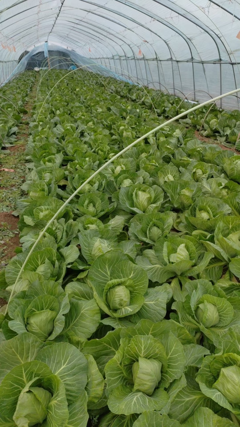 河北沧州，甘蓝产地，面包菜，大量有货，