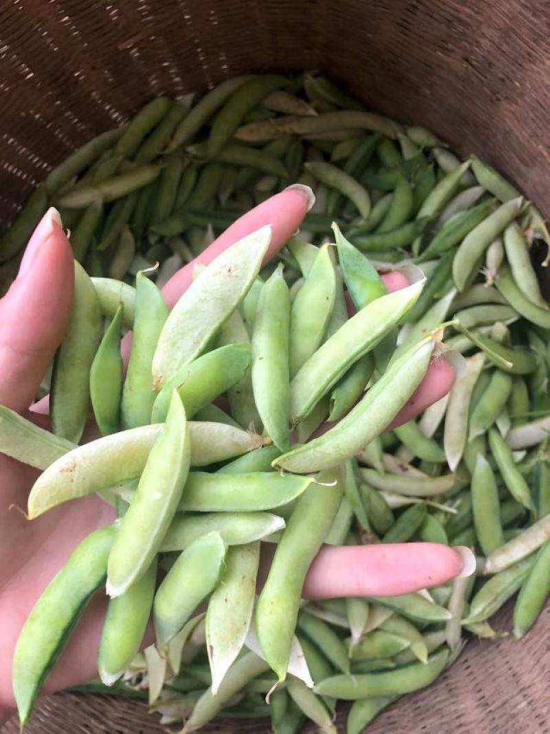 金堂大白豌豆荚，大量上市，现货现货