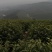 25年畎桥白茶未开采:預:自成本稍有利润全人工采。