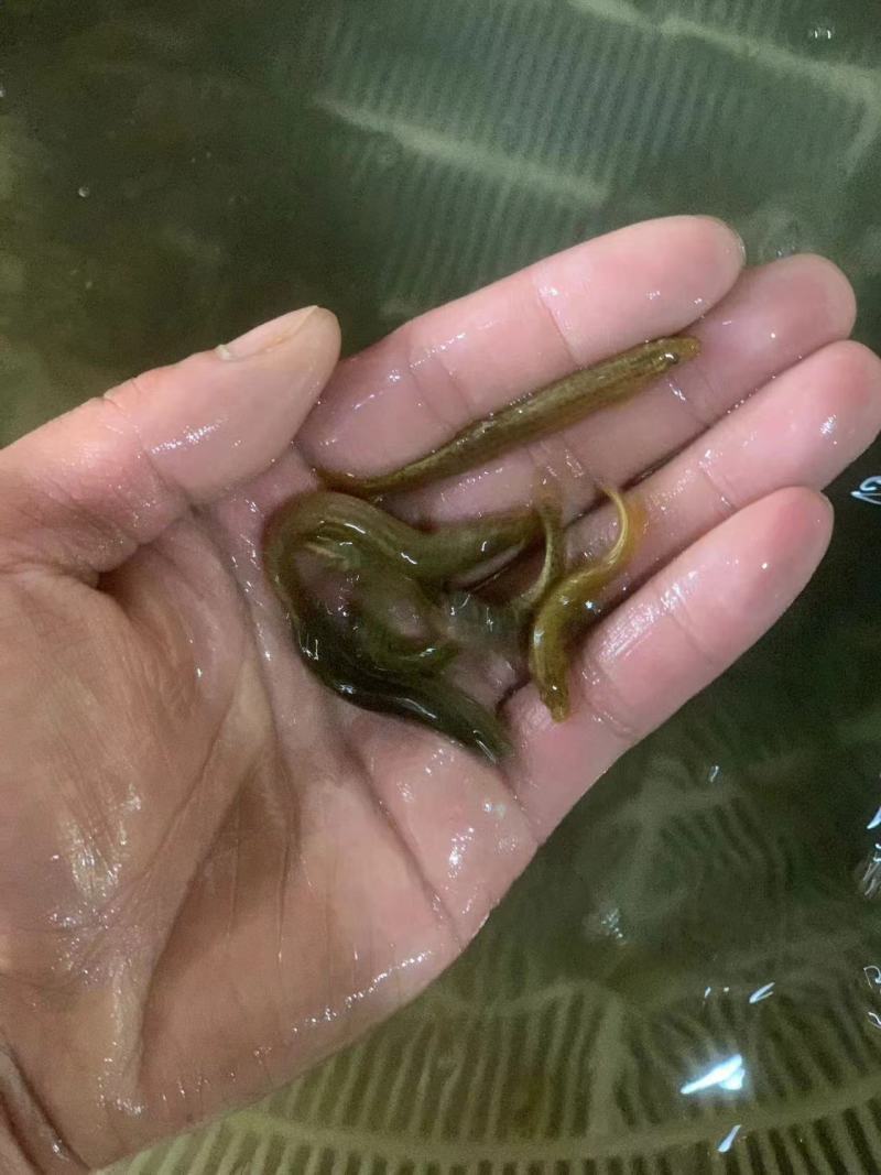 泥鳅苗规格齐全价格便宜/提供技术指导/欢迎咨询
