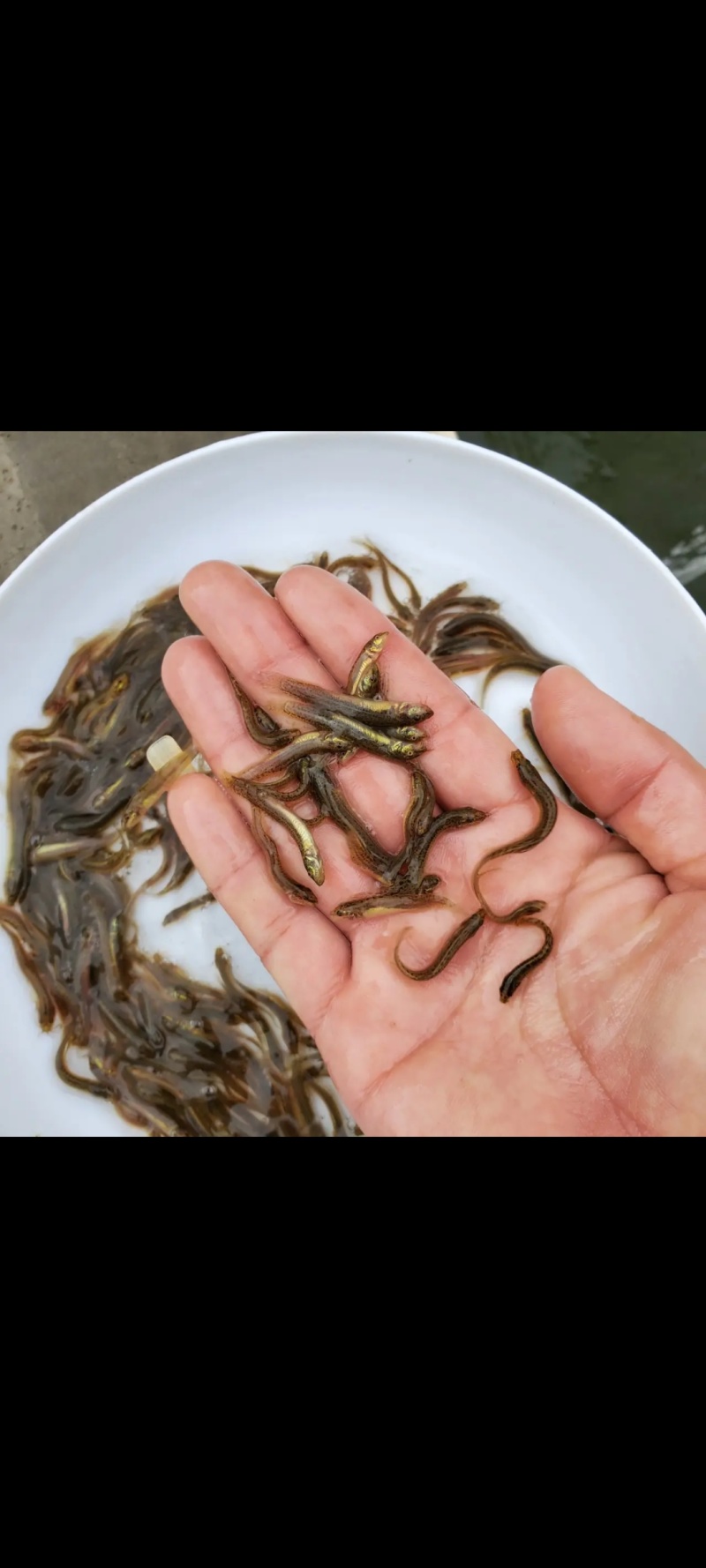 泥鳅苗规格齐全价格便宜/提供技术指导/欢迎咨询
