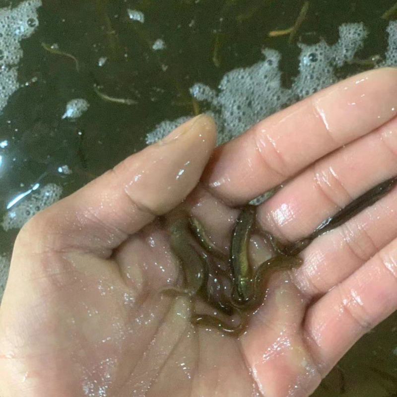 泥鳅苗规格齐全价格便宜/可视频看货/量大从优