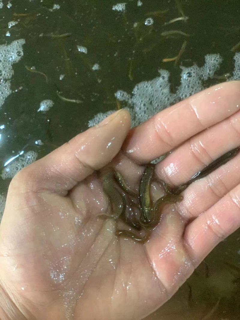 泥鳅苗规格齐全价格便宜/量大从优可视频看货验货