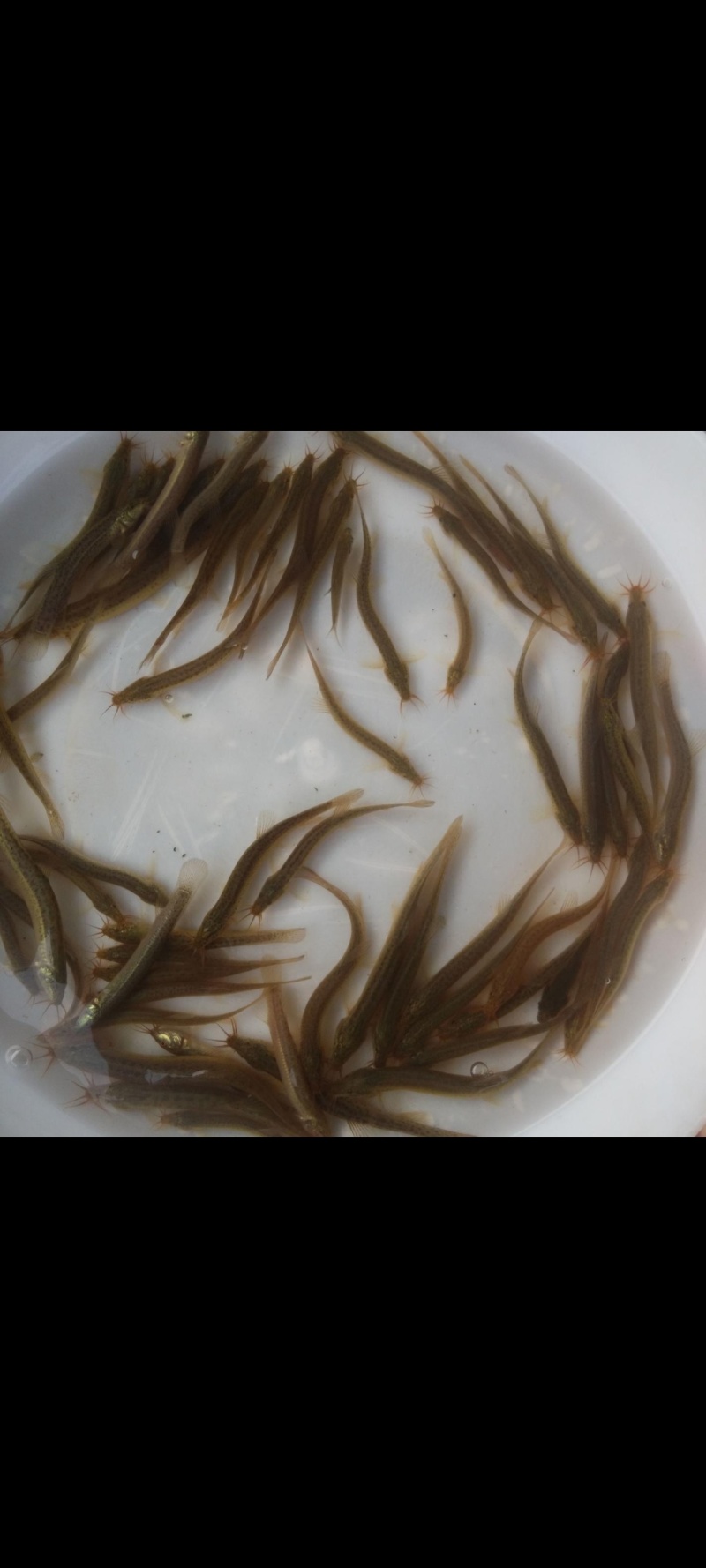 泥鳅苗规格齐全价格便宜/量大从优可视频看货验货