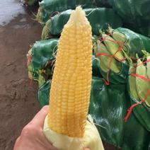 精品太阳花玉米产地直发品质保证量大从优欢迎