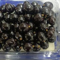 精品嘉宝果树葡萄/珍宝果供应中品质对接电商超市