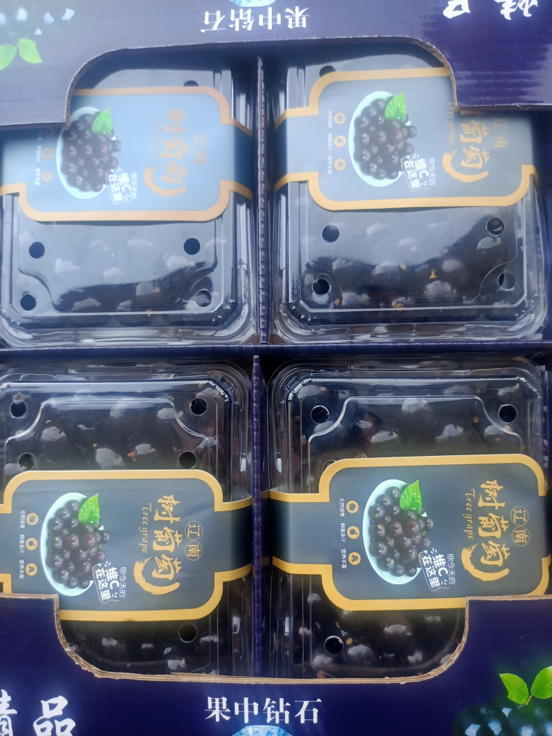精品嘉宝果树葡萄/珍宝果供应中品质保障对接电商超市