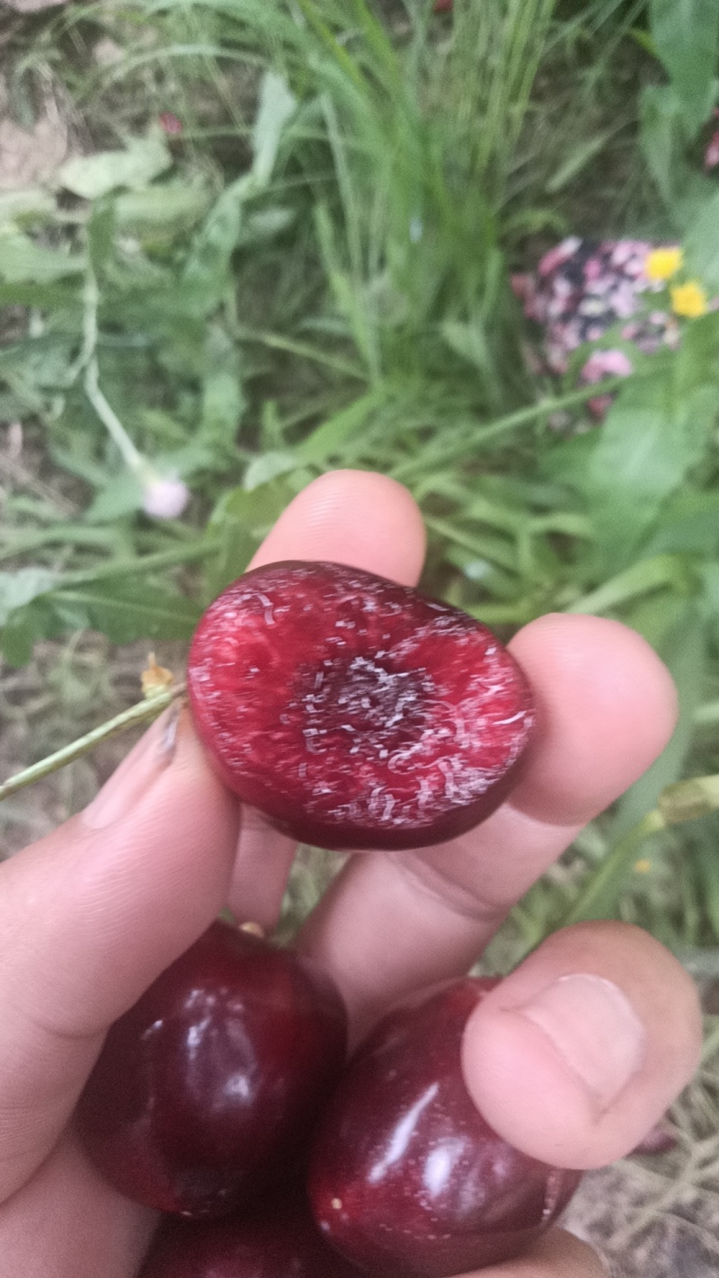 美早樱桃和布鲁克斯樱桃