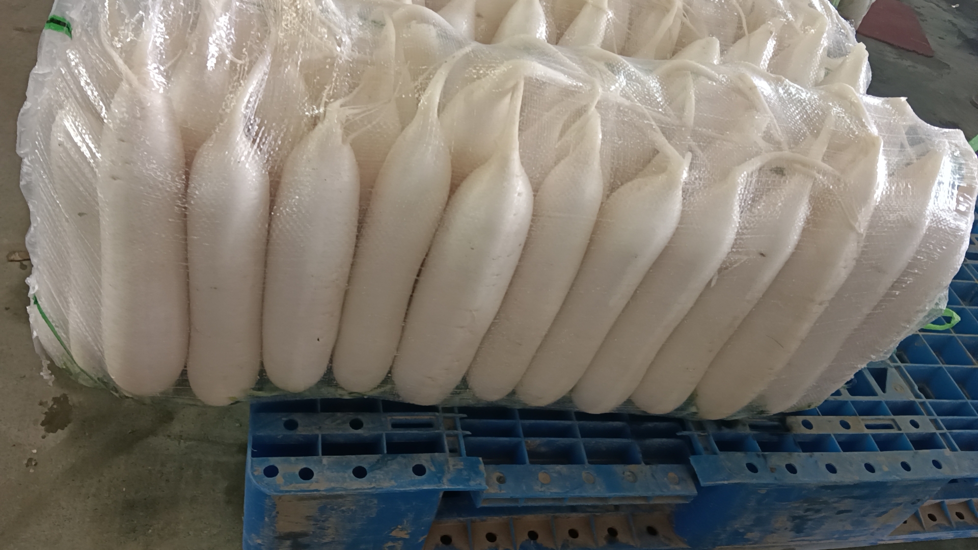 白萝卜切片与检测仪器对比图