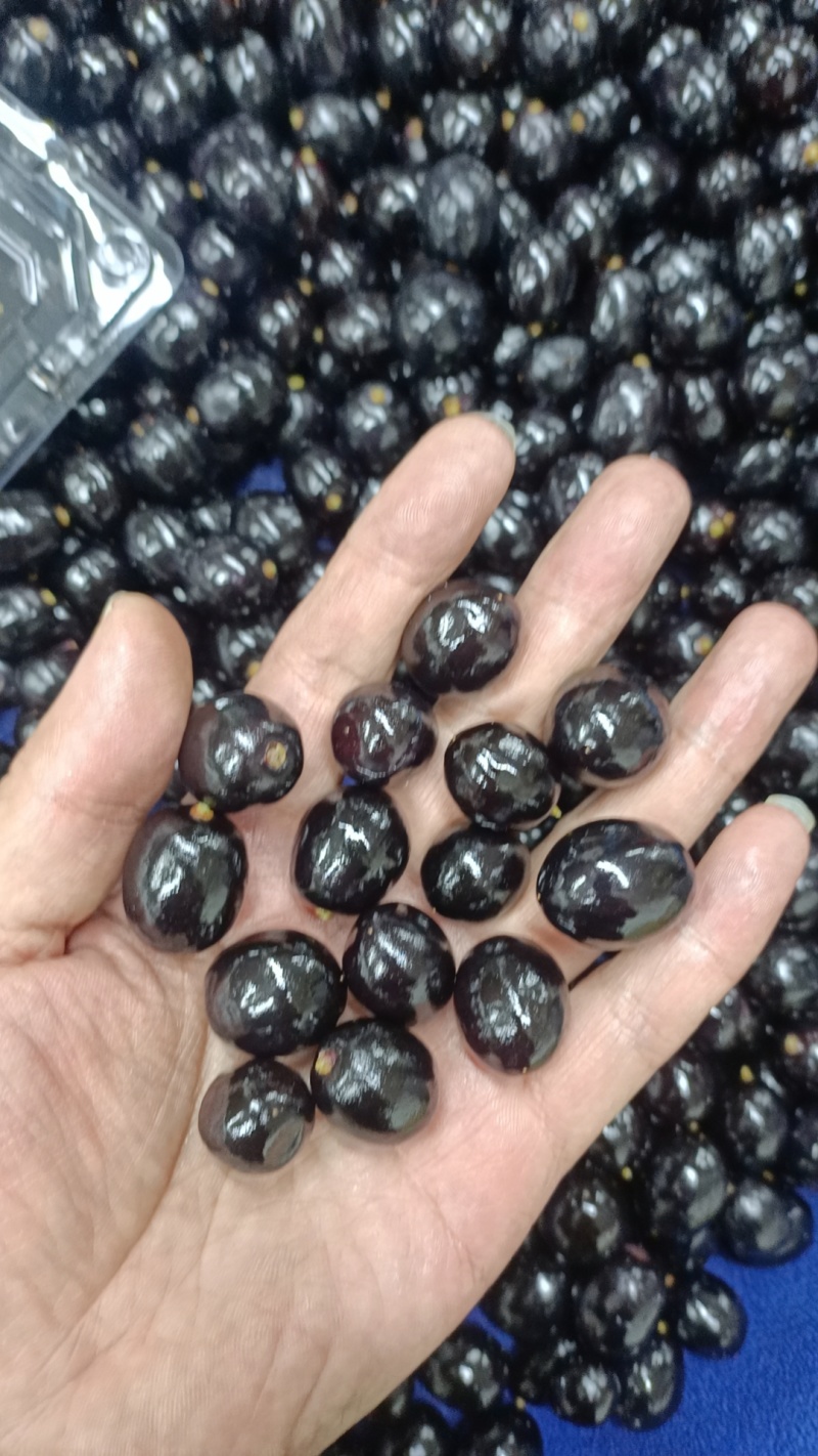 嘉宝果/树葡萄/珍宝果大量供应中规格齐全品质保障