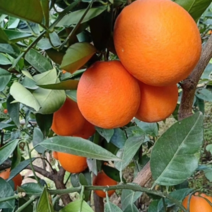 奉节脐橙大量供应产地直发一手货源对接全国市场