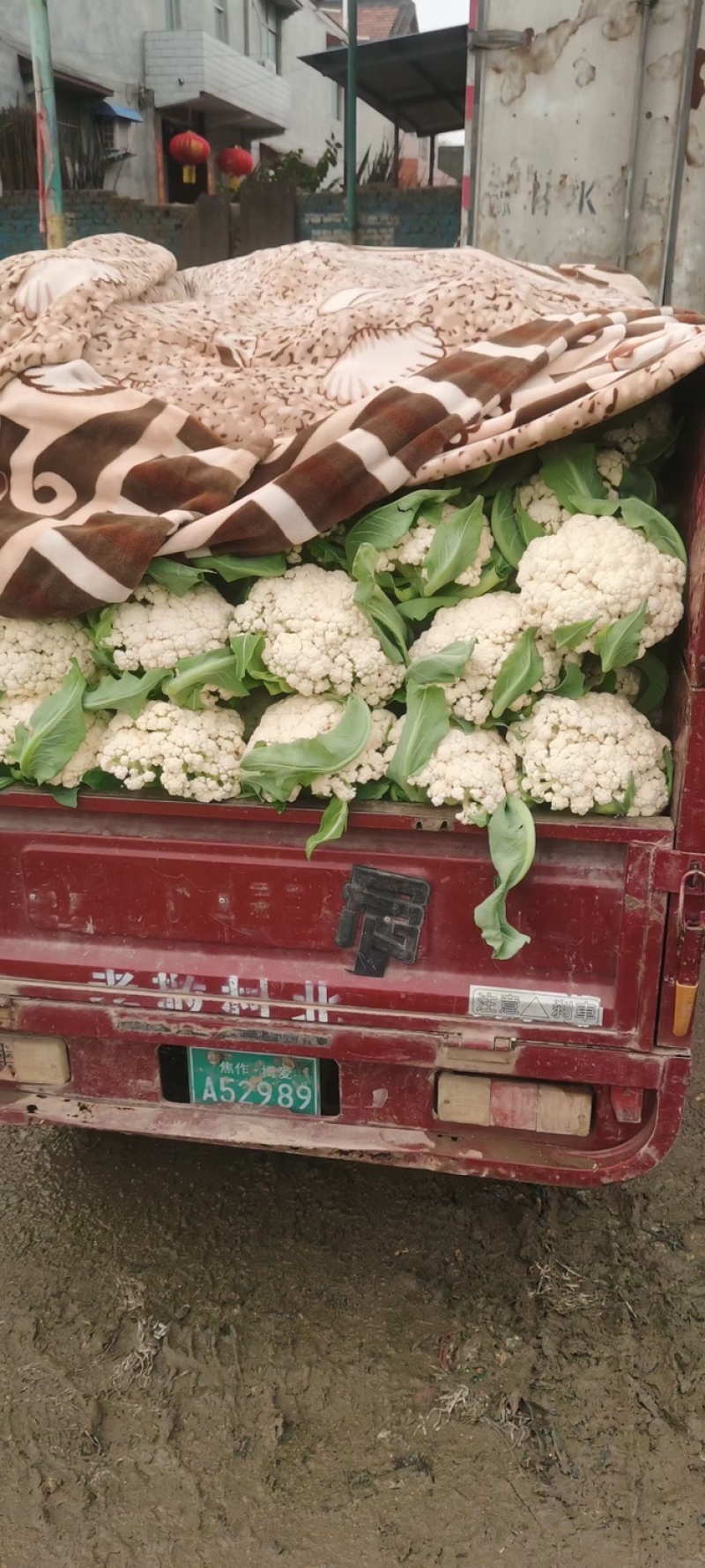 精品有机花菜散花菜松花菜货源充足质量保证