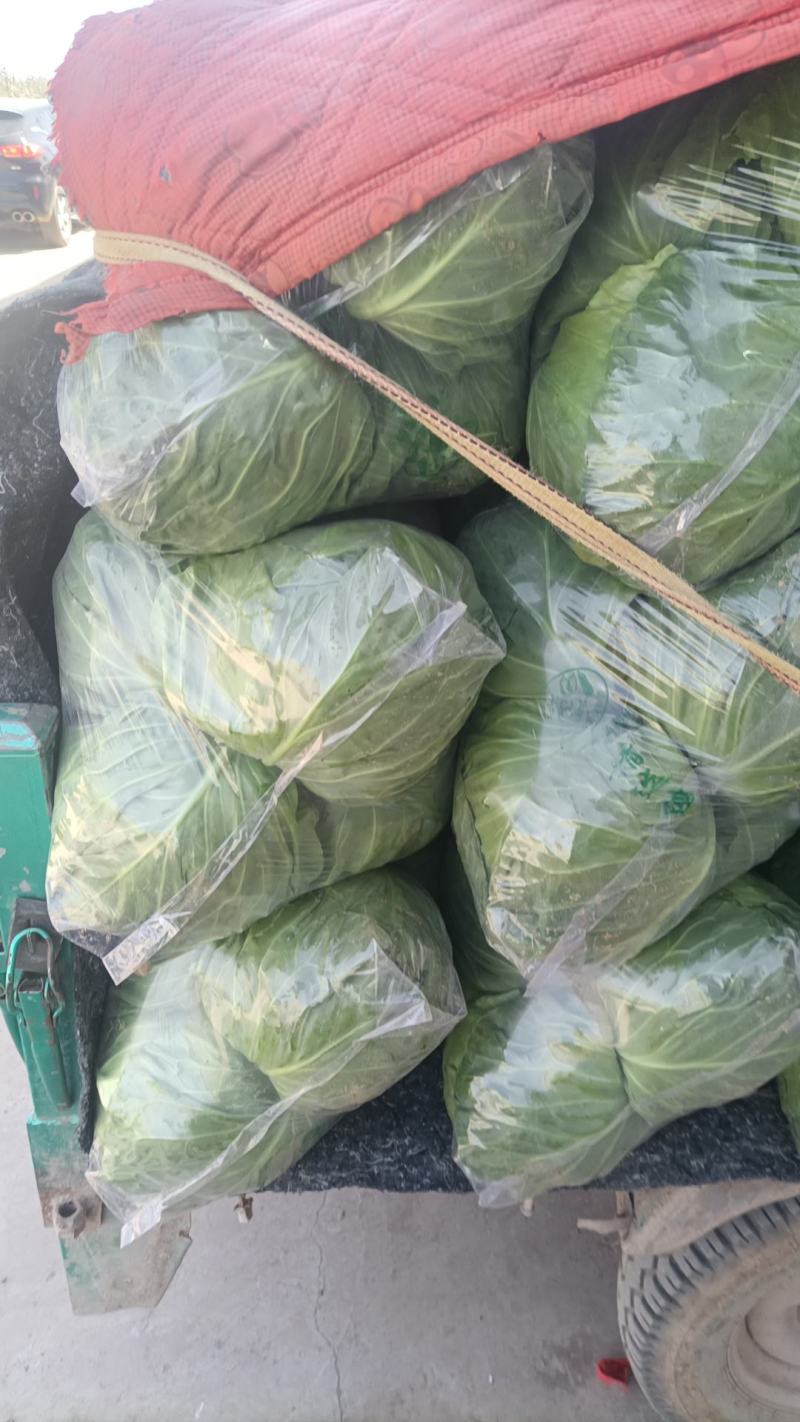 邯郸永年甘蓝大量上市产地直供，欢迎各位老板选购