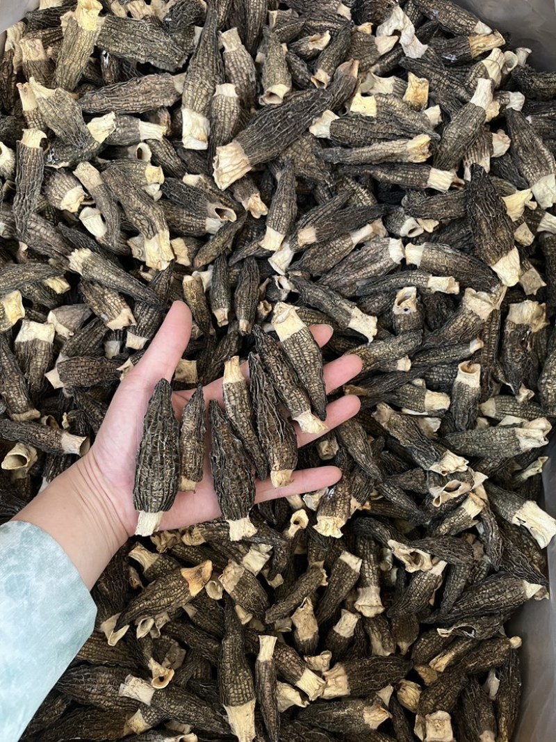 5到7公分羊肚菌六妹色黑性价比干货