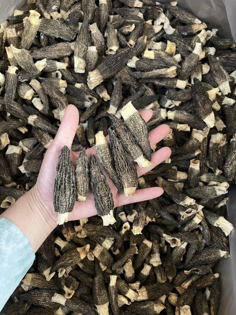 5到7公分羊肚菌六妹色黑性价比干货
