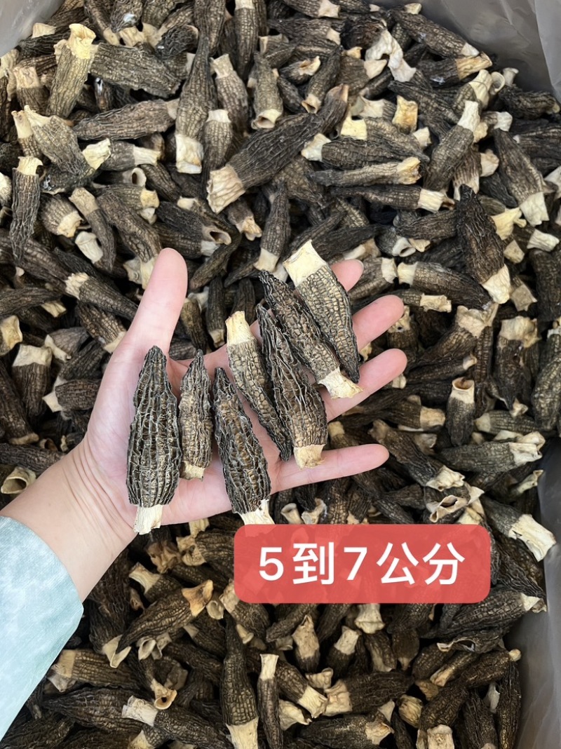5到7公分羊肚菌六妹色黑性价比干货