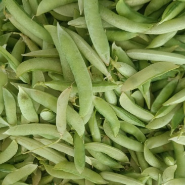 金堂大白豌豆荚，大量现货